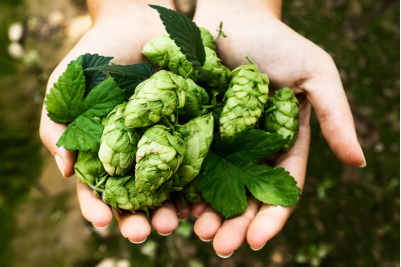 Hopfen - Hausmittel für guten Schlaf