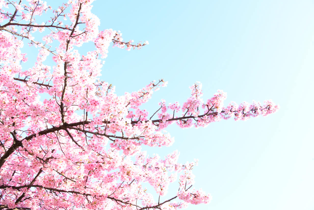 Blühe auf! 5 Wege, wie Du jetzt im Frühling Dein Licht erstrahlen lässt