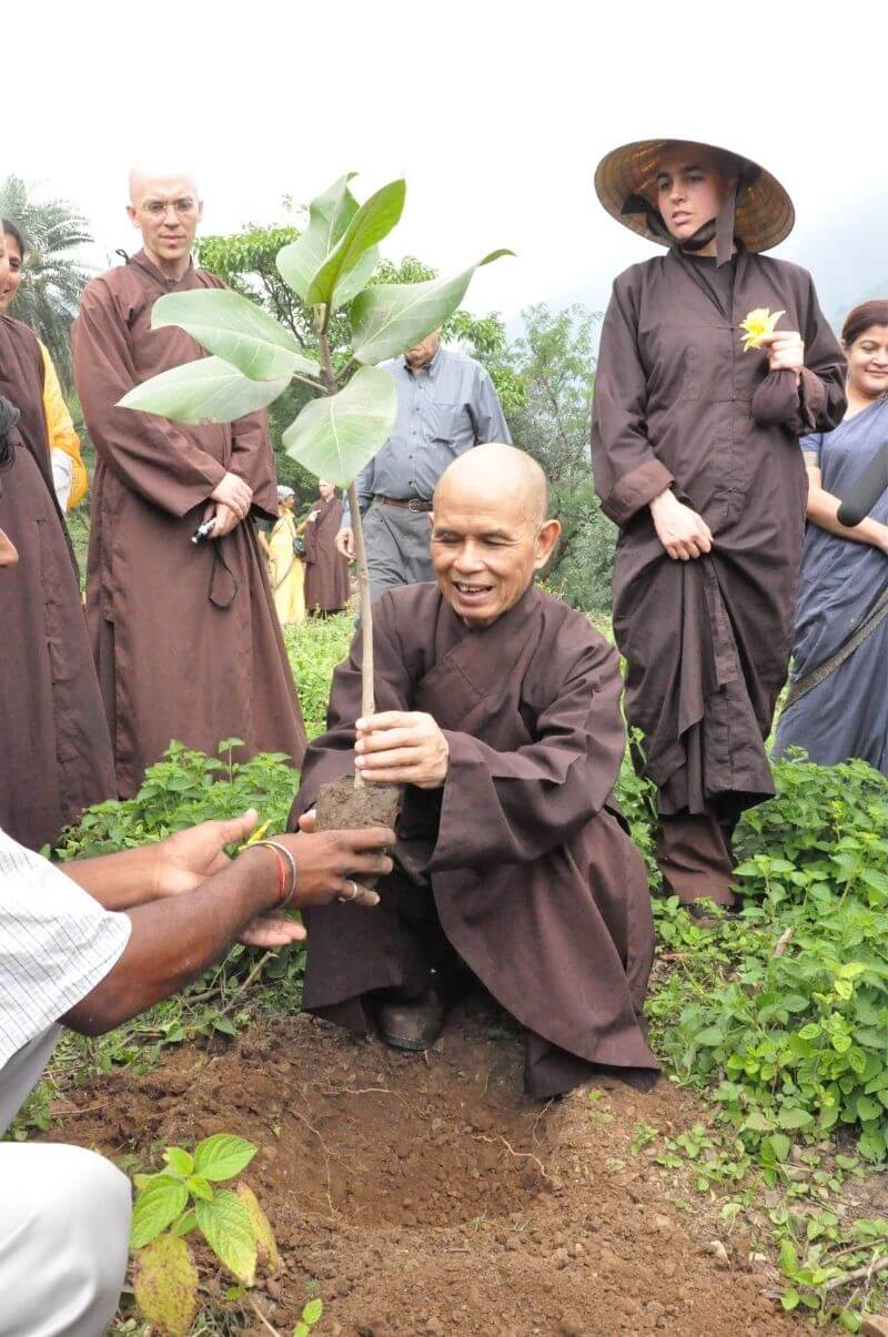 Thith Nhat Hanh pflanzt einen Bodhi-Baum in Indien