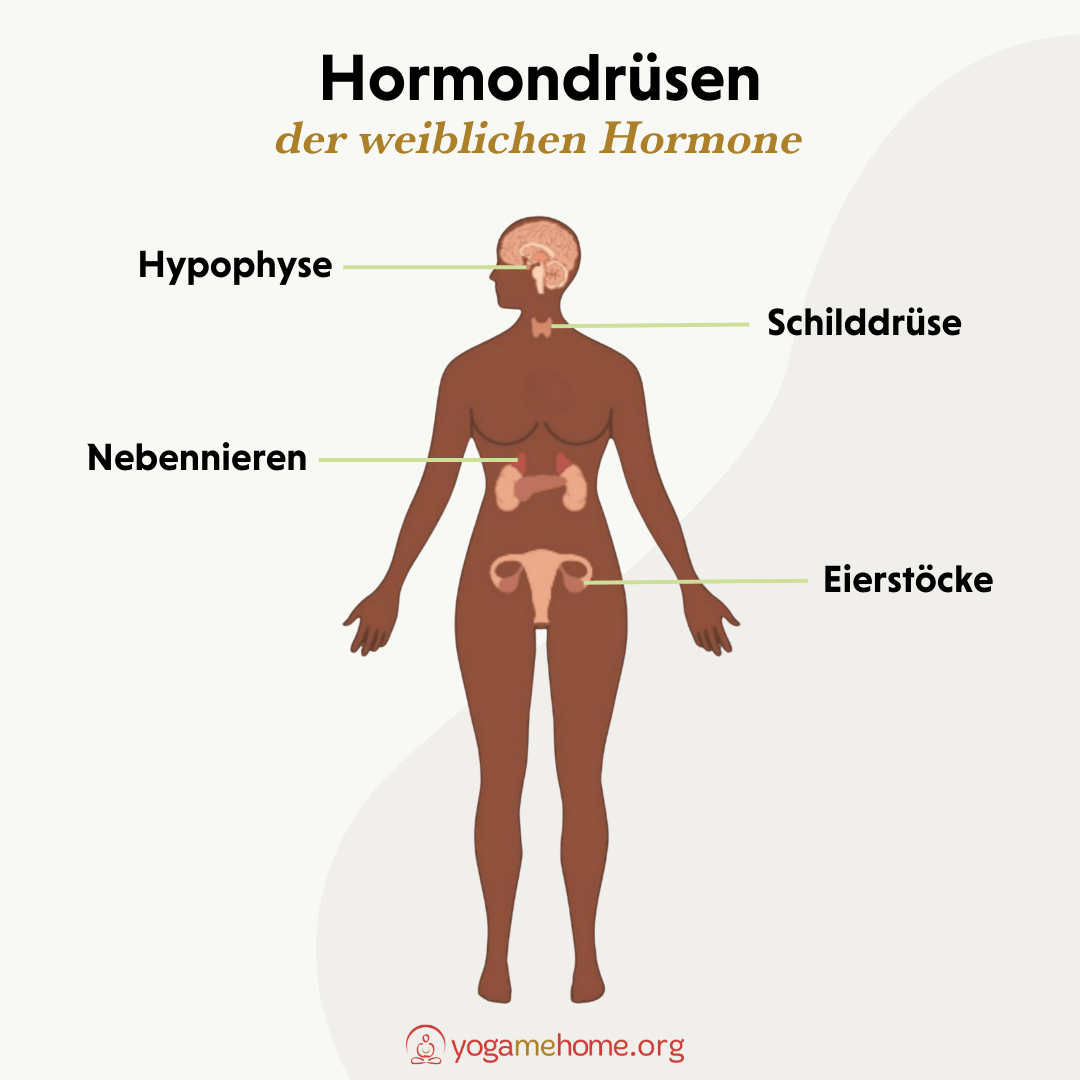 Hormondrüsen für weibliche Hormone